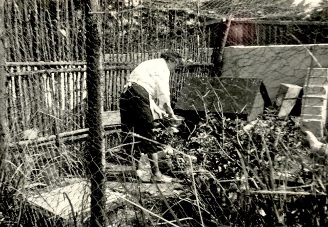 christa-nielsen-goegsig-drev-en-mindre-hoensefarm-hjemme-paa-lille-goegsig-foer-hun-rejste-hjemmefra